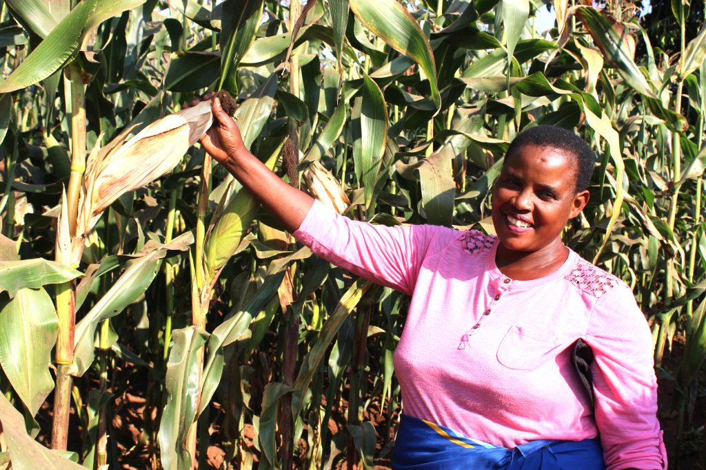 From a Single Mother to Thriving Farmer – Enifa’s journey with Mzenga Irrigation Scheme